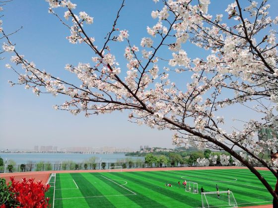 1551423550315819.jpg 樱花.jpg